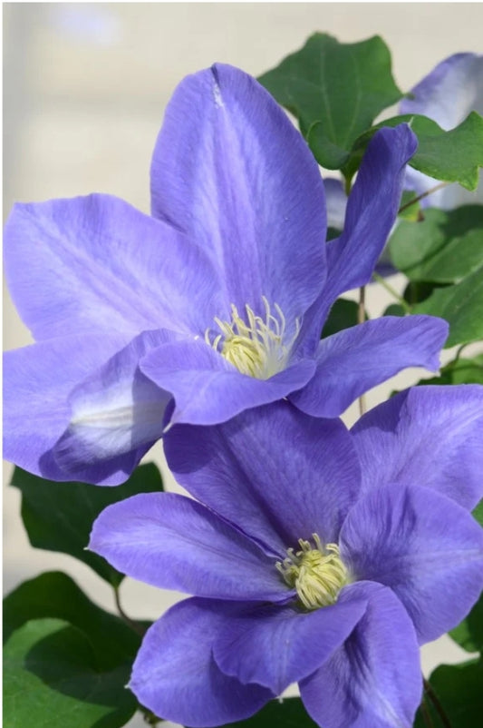 Canada Only Diana's Delight Clematis