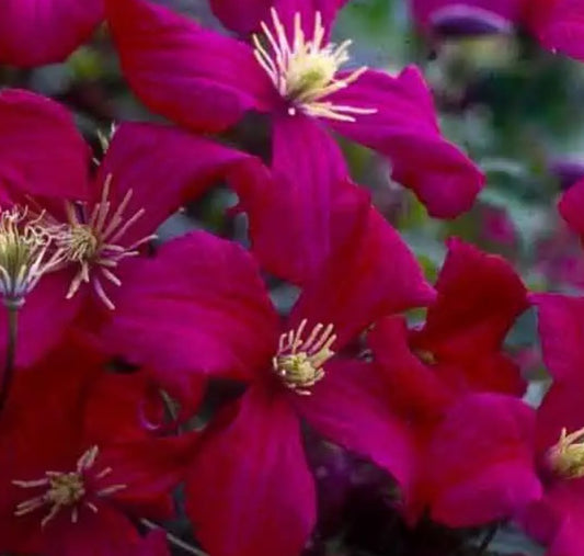 Canada Only Mme Julia Correvon Clematis