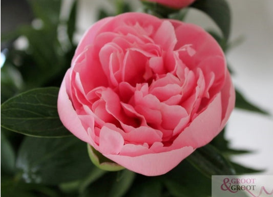 Etched Salmon Peony