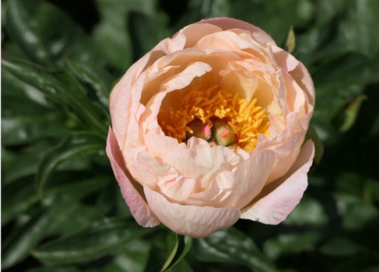 King's Day Peony