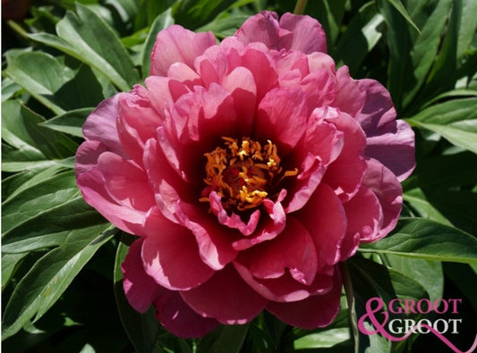 Old Rose Dandy Peony