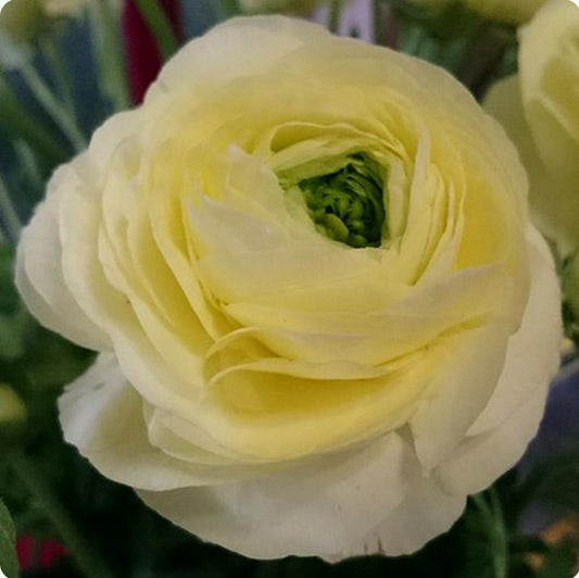 Amandine Cream Ranunculus