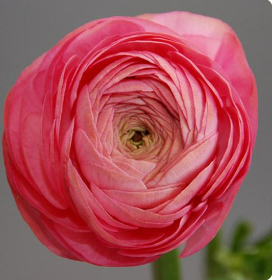 Amandine Rose Ranunculus
