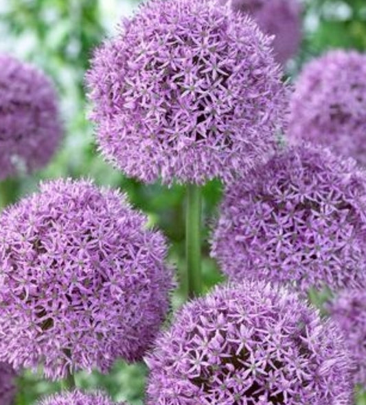 Gladiator Allium