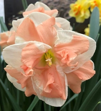 Apricot Whirl Daffodil