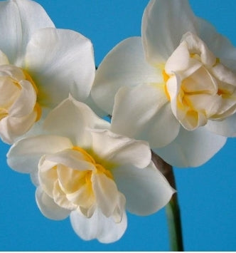 Cheerfulness Daffodil