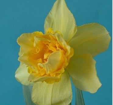 Dick Wilden Daffodil