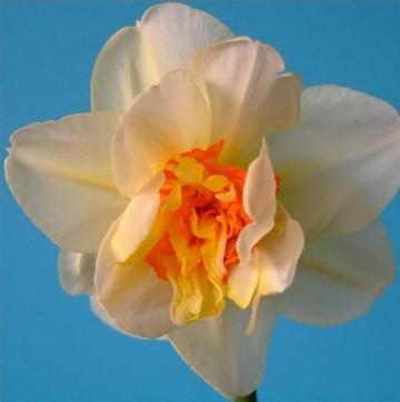 Flower Drift Daffodil