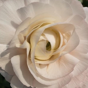 Clone Ginette Ranunculus