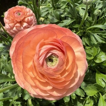 Half Clone Tango Ranunculus