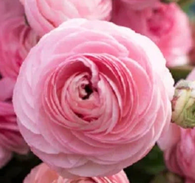 Half Clone Juliette Ranunculus