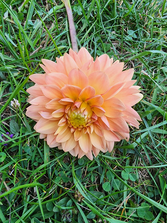 Canada Only Spring Shipped Skeena Easy Breezy (1 cutting)