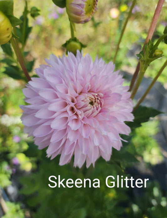 LIMIT ONE Skeena Glitter (1 tuber)