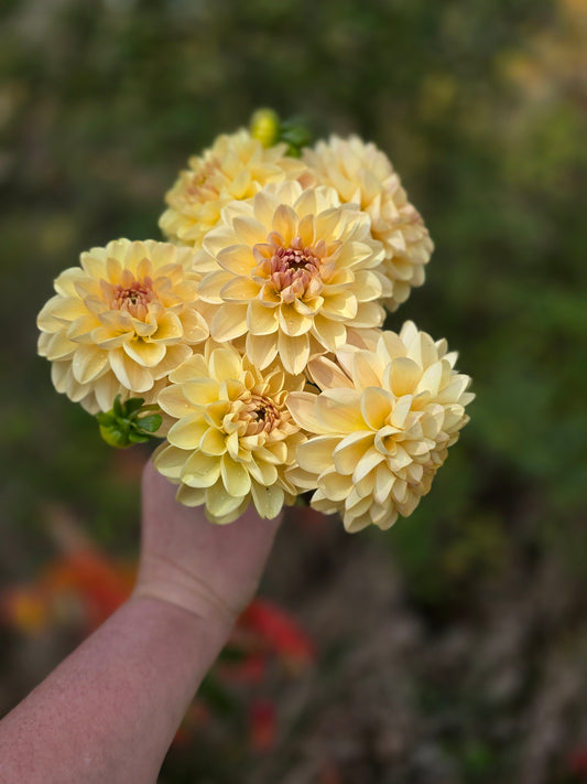 Skeena Hope (1 tuber)