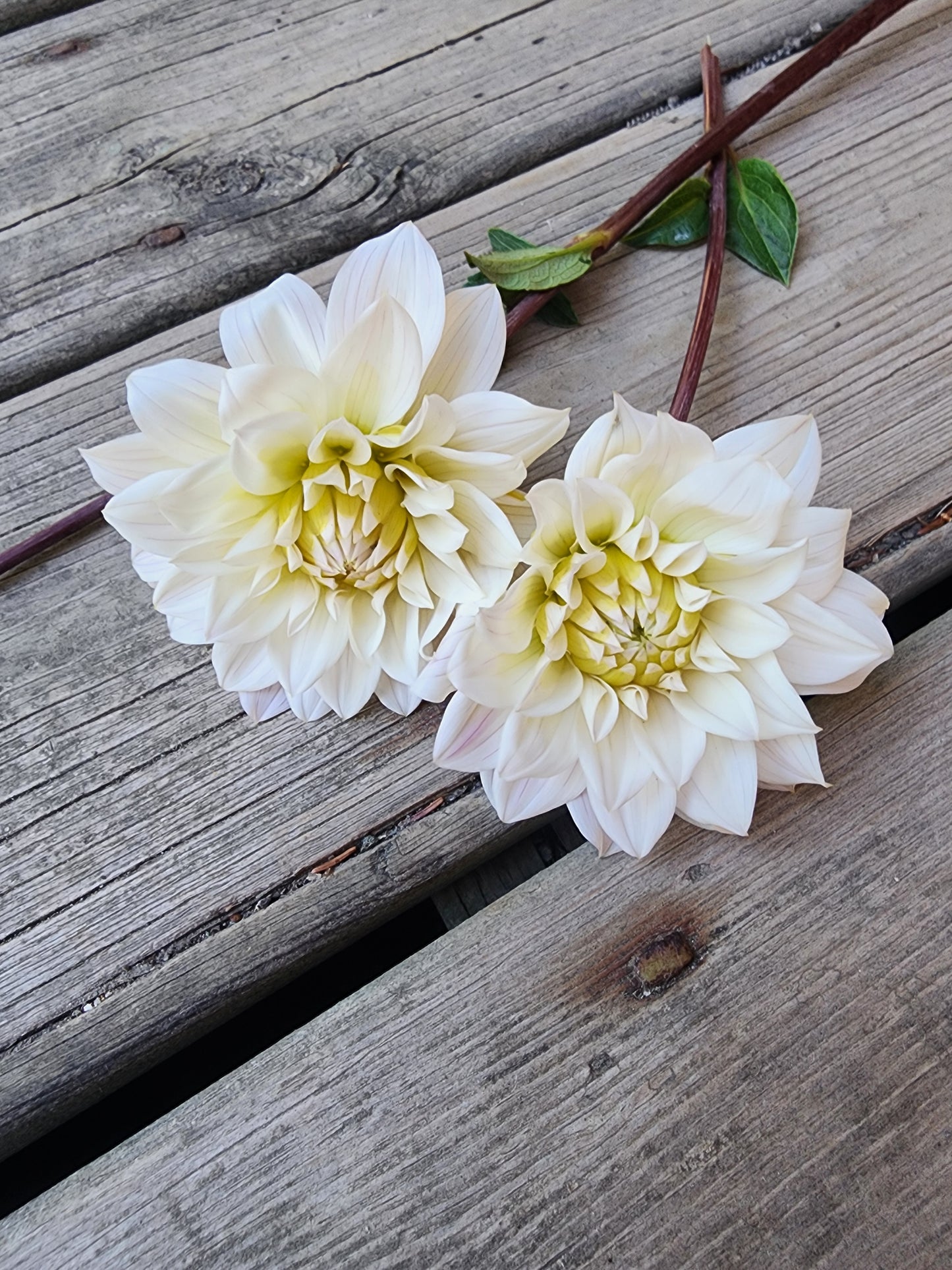 Canada Only Spring Shipped Skeena Yve (1 cutting)