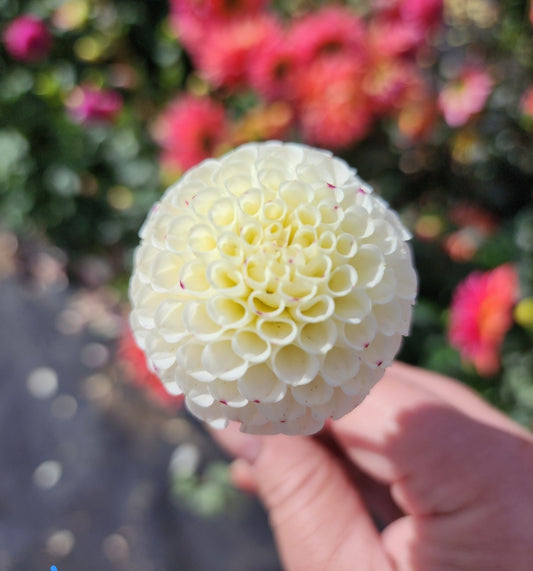 Small World (1 tuber)