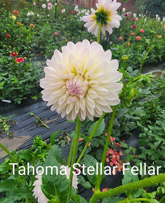 Tahoma Stellar Fellar (1 tuber)