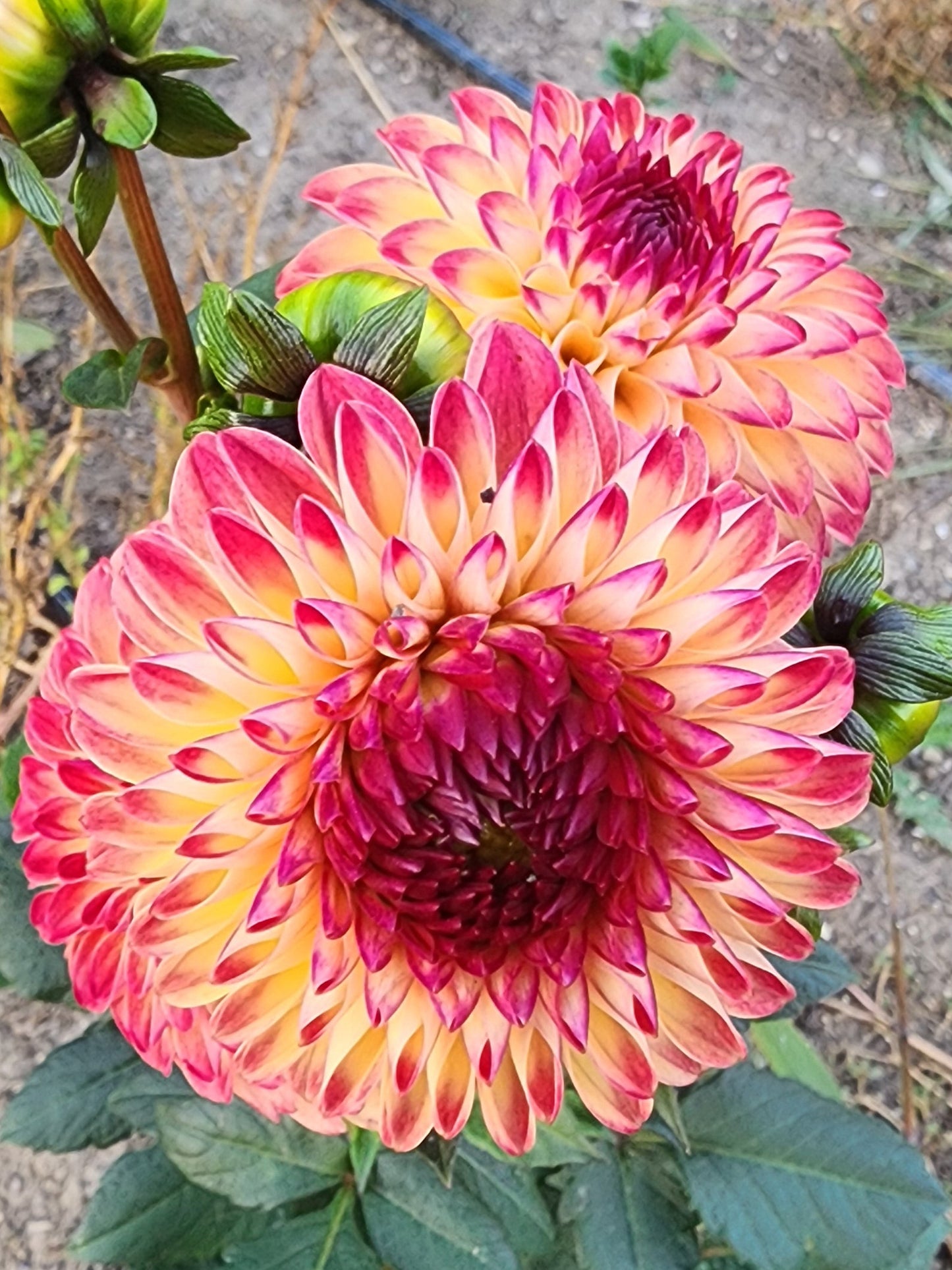 LIMIT ONE Van Isle Lyn (1 tuber)