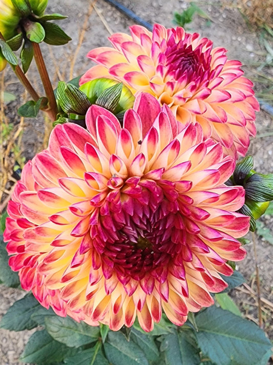 LIMIT ONE Van Isle Lyn (1 tuber)