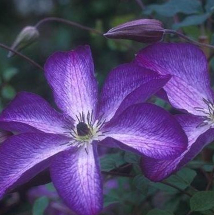 Canada Only Venosa Violacea Clematis