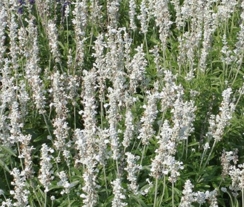 Victoria White Salvia Farinacea Seeds