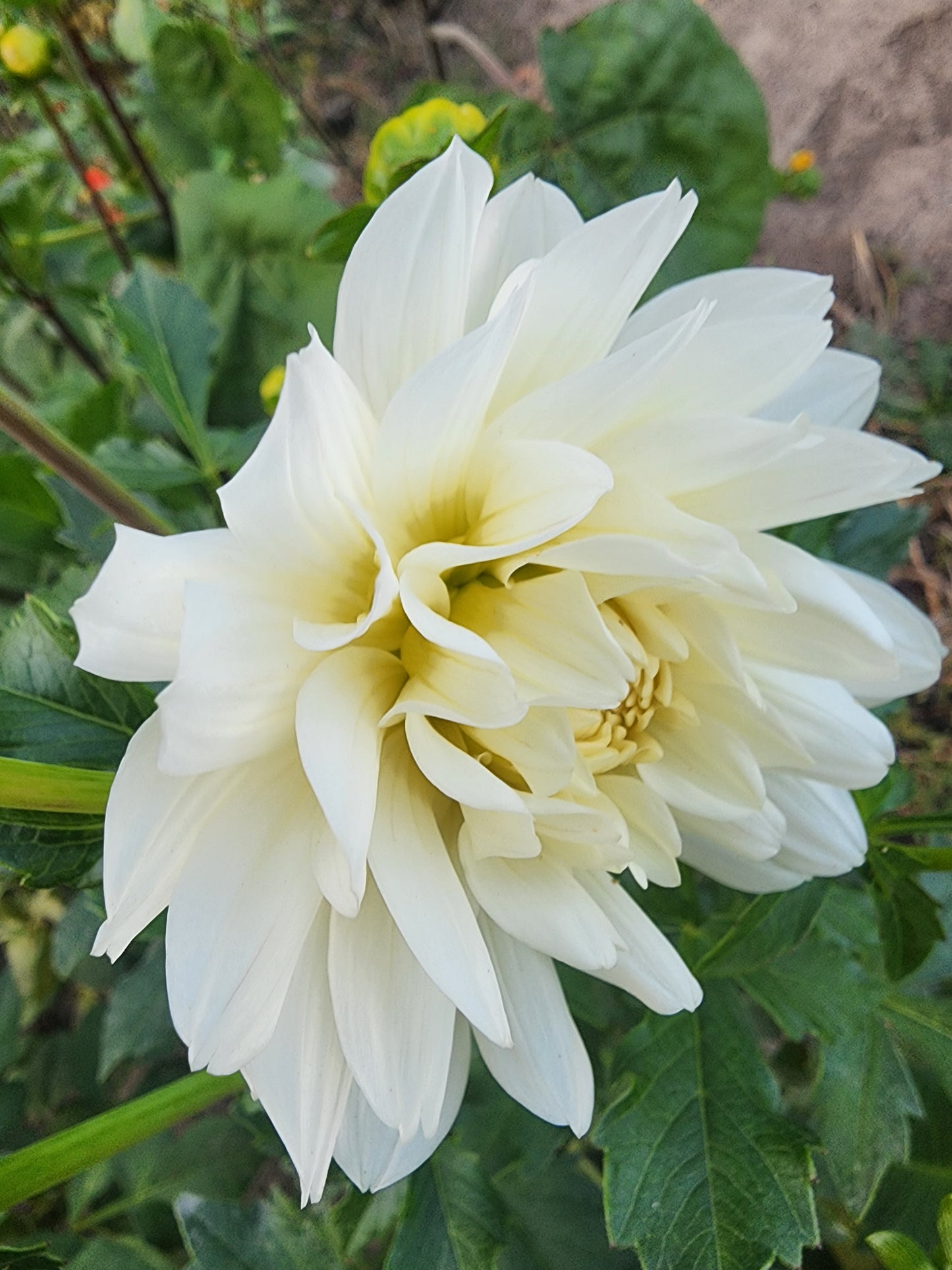 Vista Jake (1 tuber)