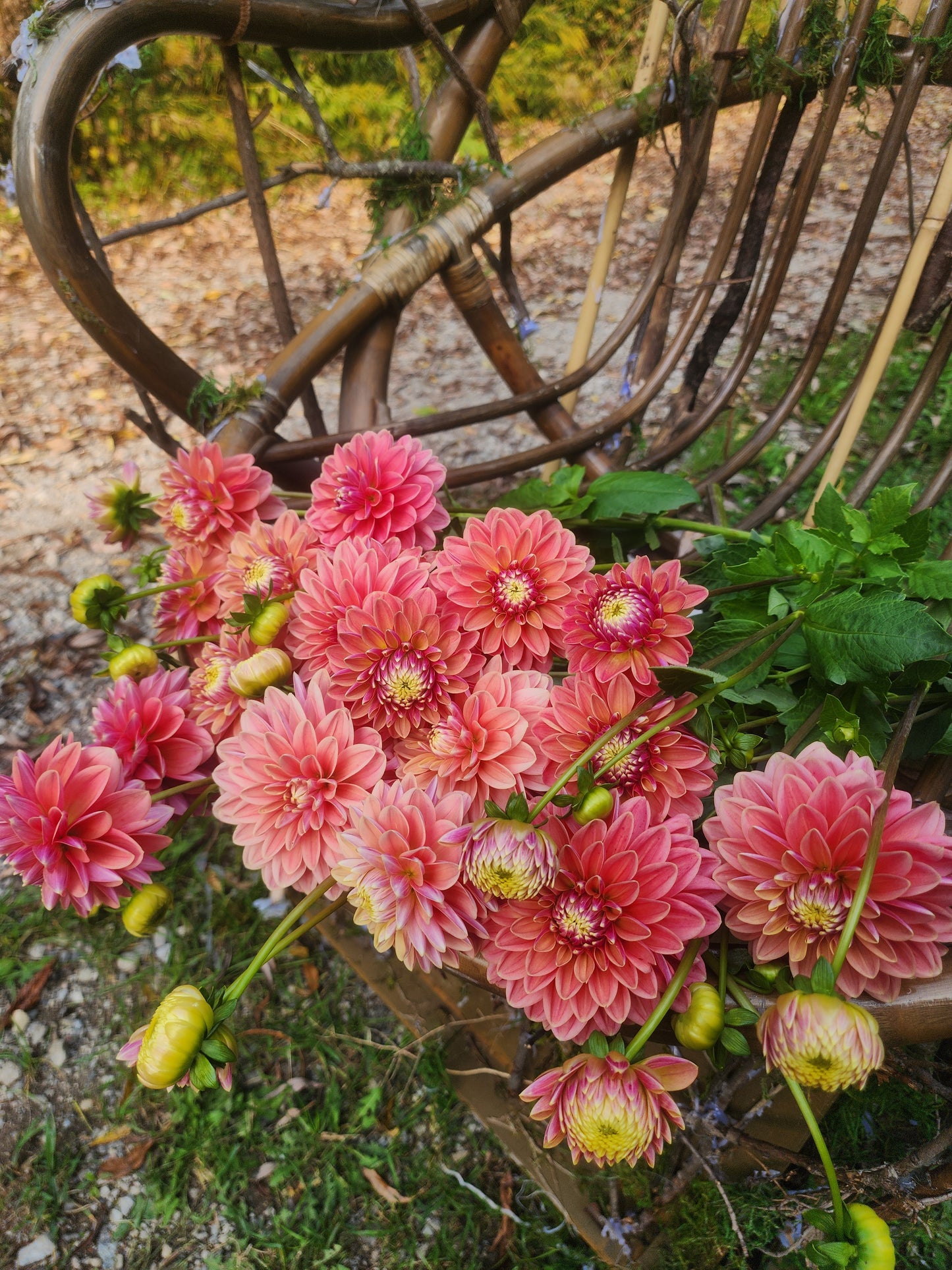 WD Brittany (1 tuber)