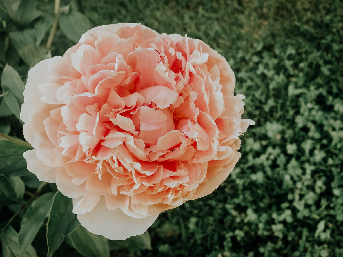 Peony Fall Shipped Shipped Pastelegance Peony