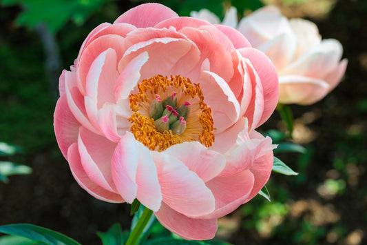Peony Shipped Soft Salmon Saucer