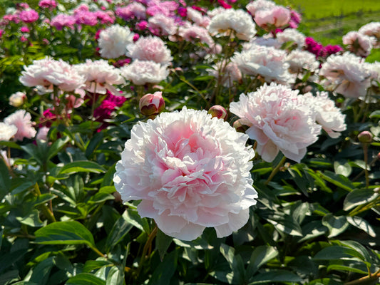 Peony Fall Shipped Pillow Talk