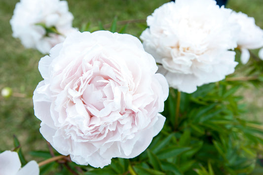 Peony Fall Shipped Shipped Mother's Choice