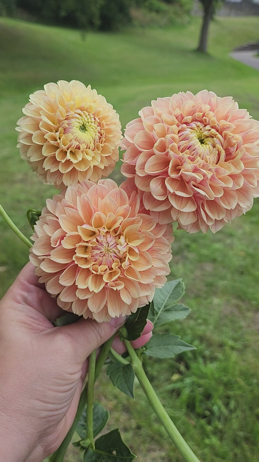 Sweet Suzanne (1 tuber)