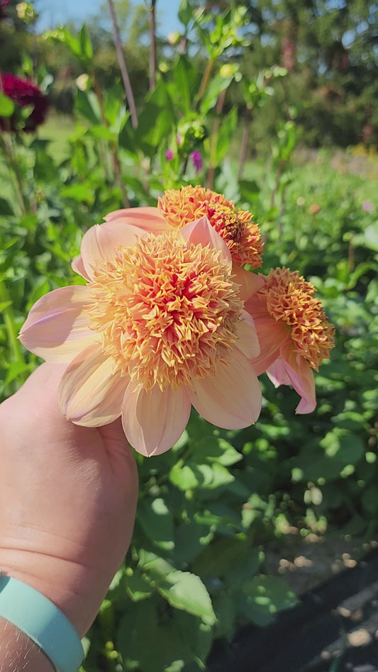 Sandia Brocade (1 tuber)