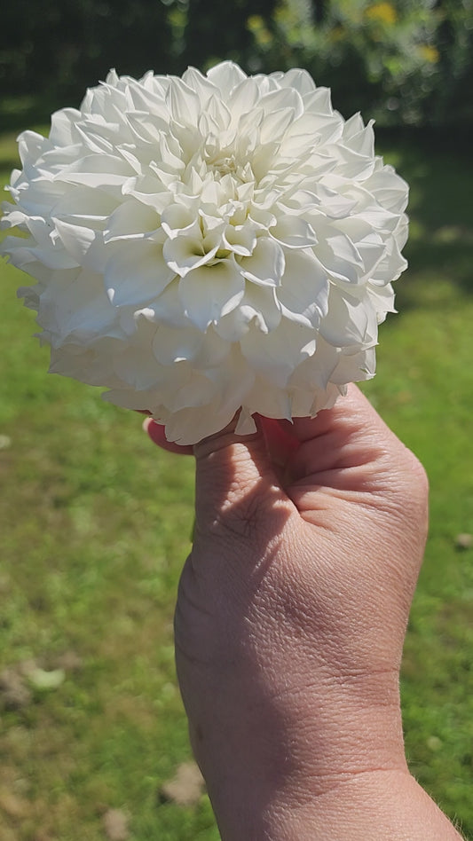 KA's® Bella Luna (1 tuber)