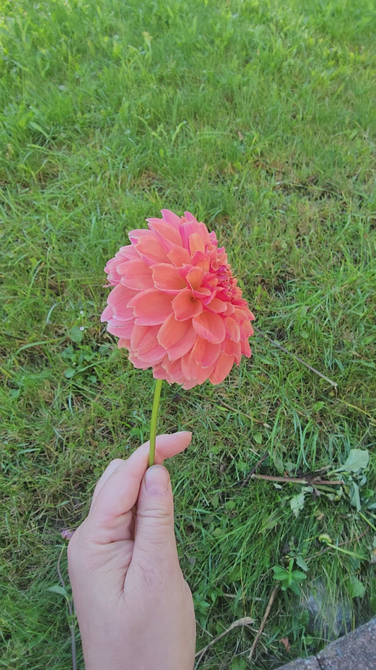 KA's® Blood Orange  (1 tuber)