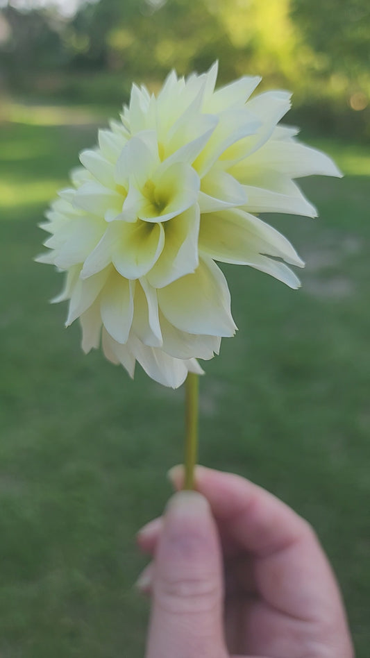 Skeena Willow (1 tuber)