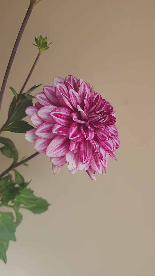 Hemisphere (1 tuber)