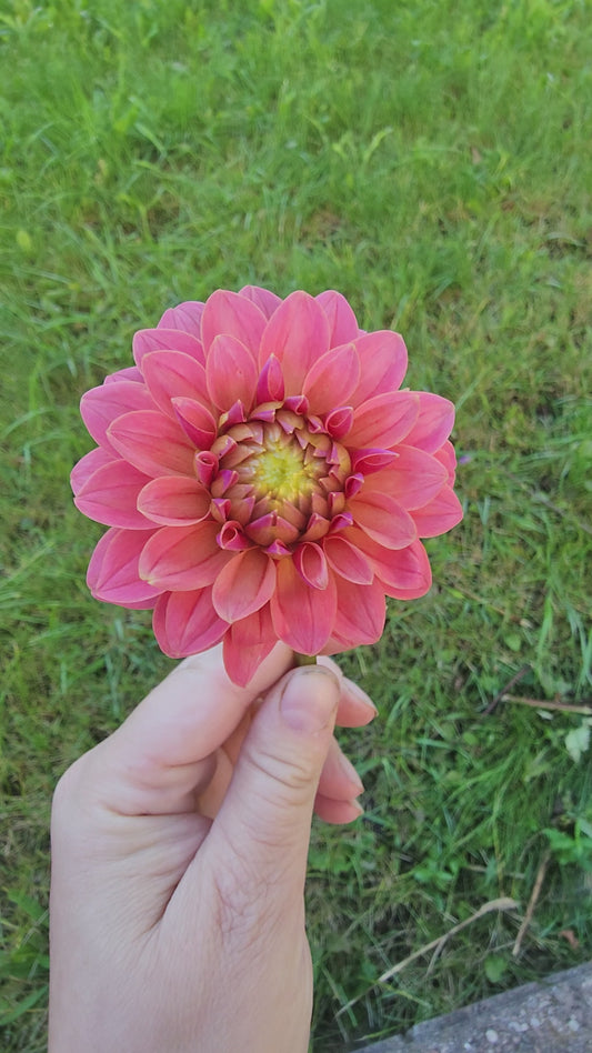KA's® Boho Peach (1 tuber)