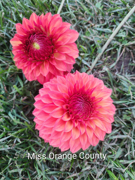 Miss Orange County (1 tuber)