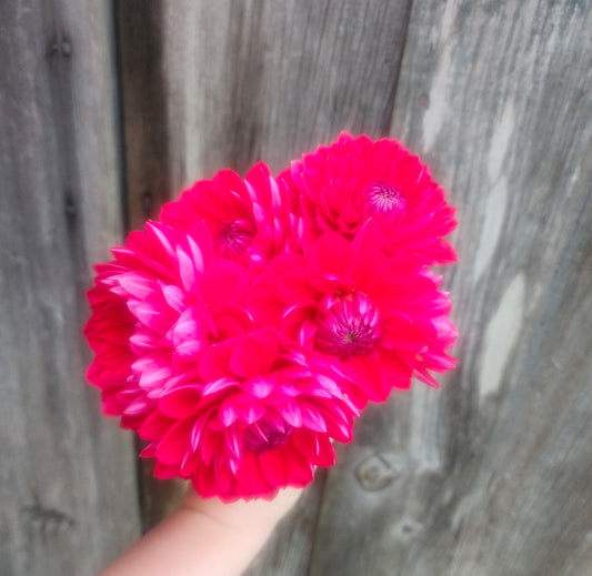 Hapet Pink Lady (1 tuber)
