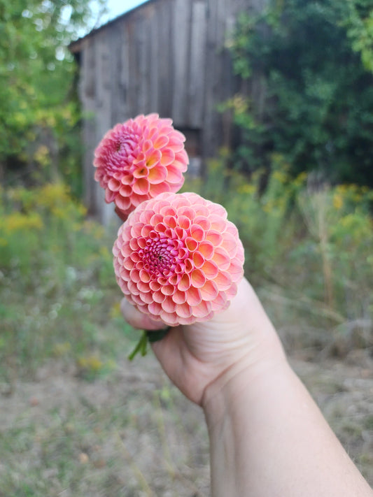 BHG Quiet Sunrise  (1 tuber) 🇨🇦