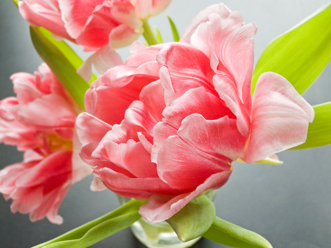 Tulips Fall Shipped Etched Salmon (10 bulbs)