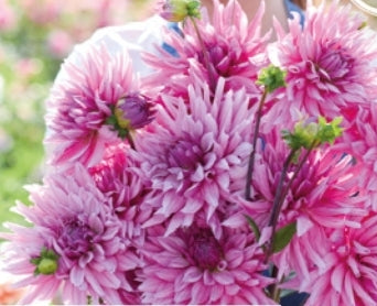 Titan Magenta Imported (1 Tuber)