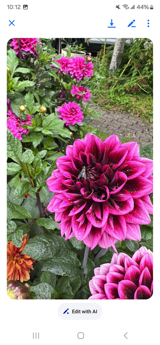 Davina Michelle Imported (1 Tuber)