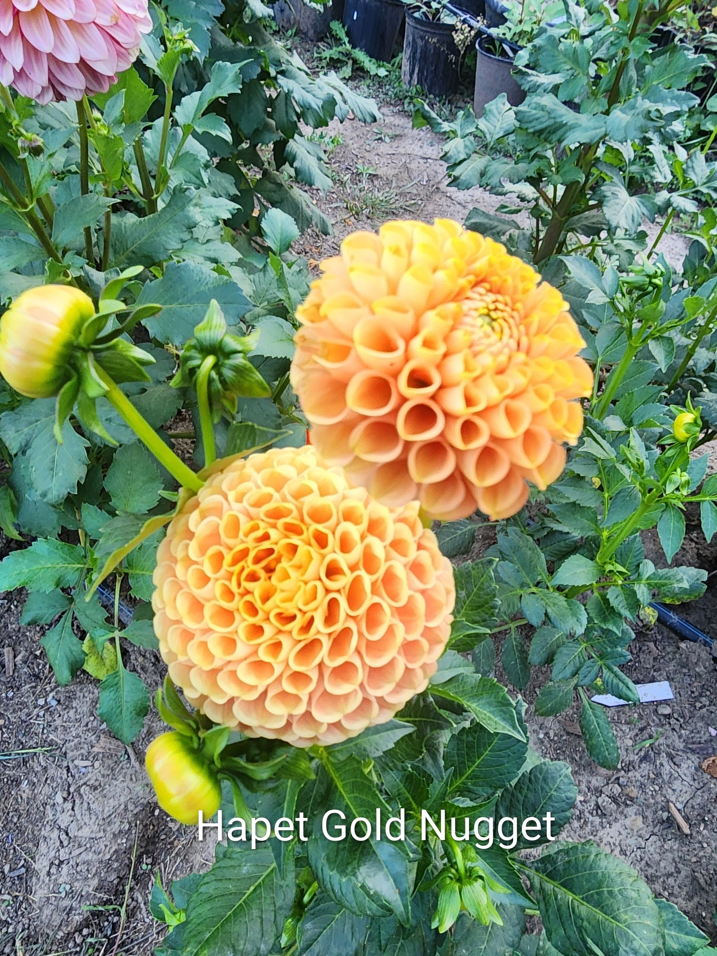 LIMIT ONE Hapet Gold Nugget (1 tuber)