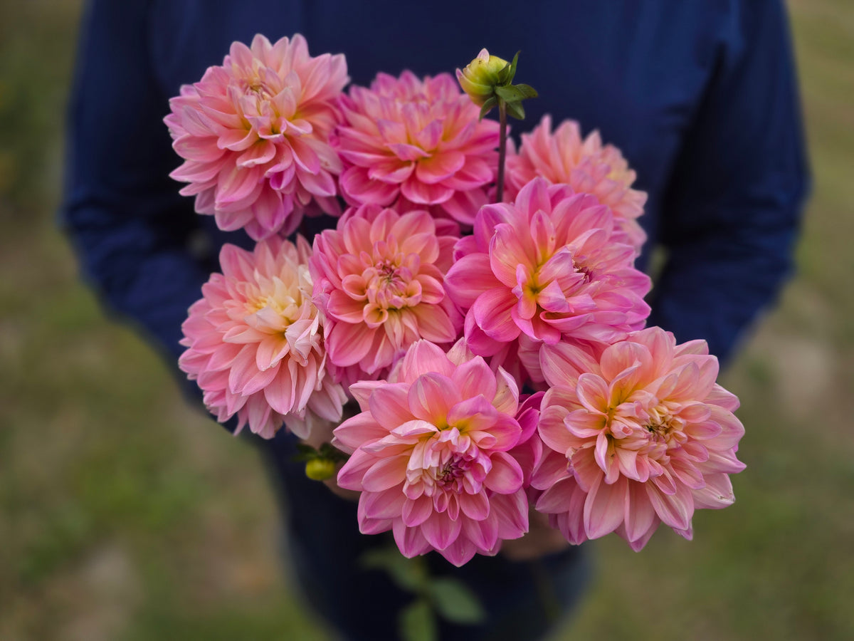 Hapet Marmor (1 tuber)