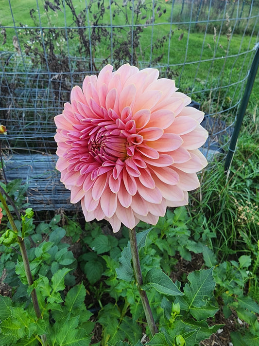 Beauty Queen (1 tuber)