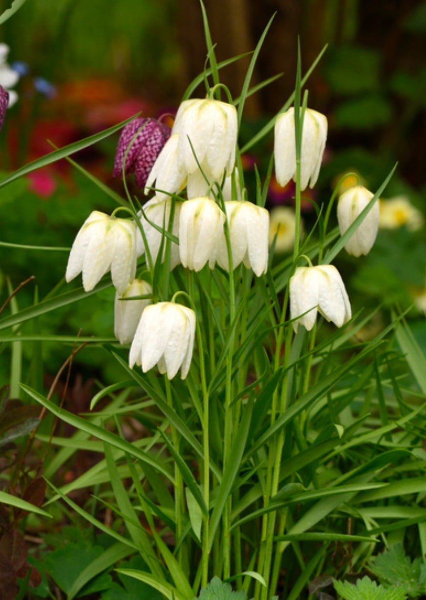 Fritillaria Fall Shipped (Meleagris) Mixed (10 bulbs)