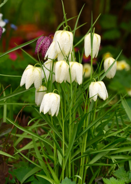 Fritillaria Fall Shipped (Meleagris) Mixed (10 bulbs)