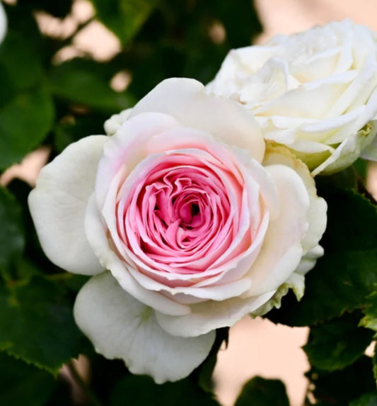 Gelato™ - Experienced (1 Bare Root Rose)